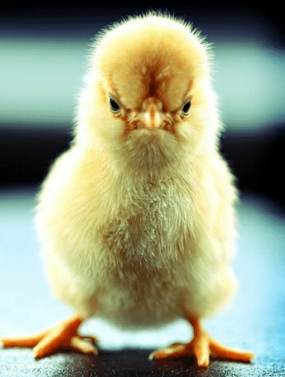 El Pollo de Simancas